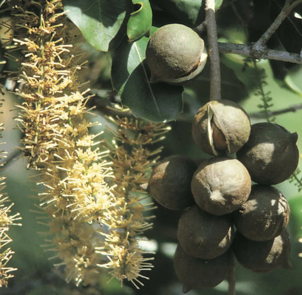 Macadamia intégrifolia (noix de macadamia) pot de 25l - 140/160cm
